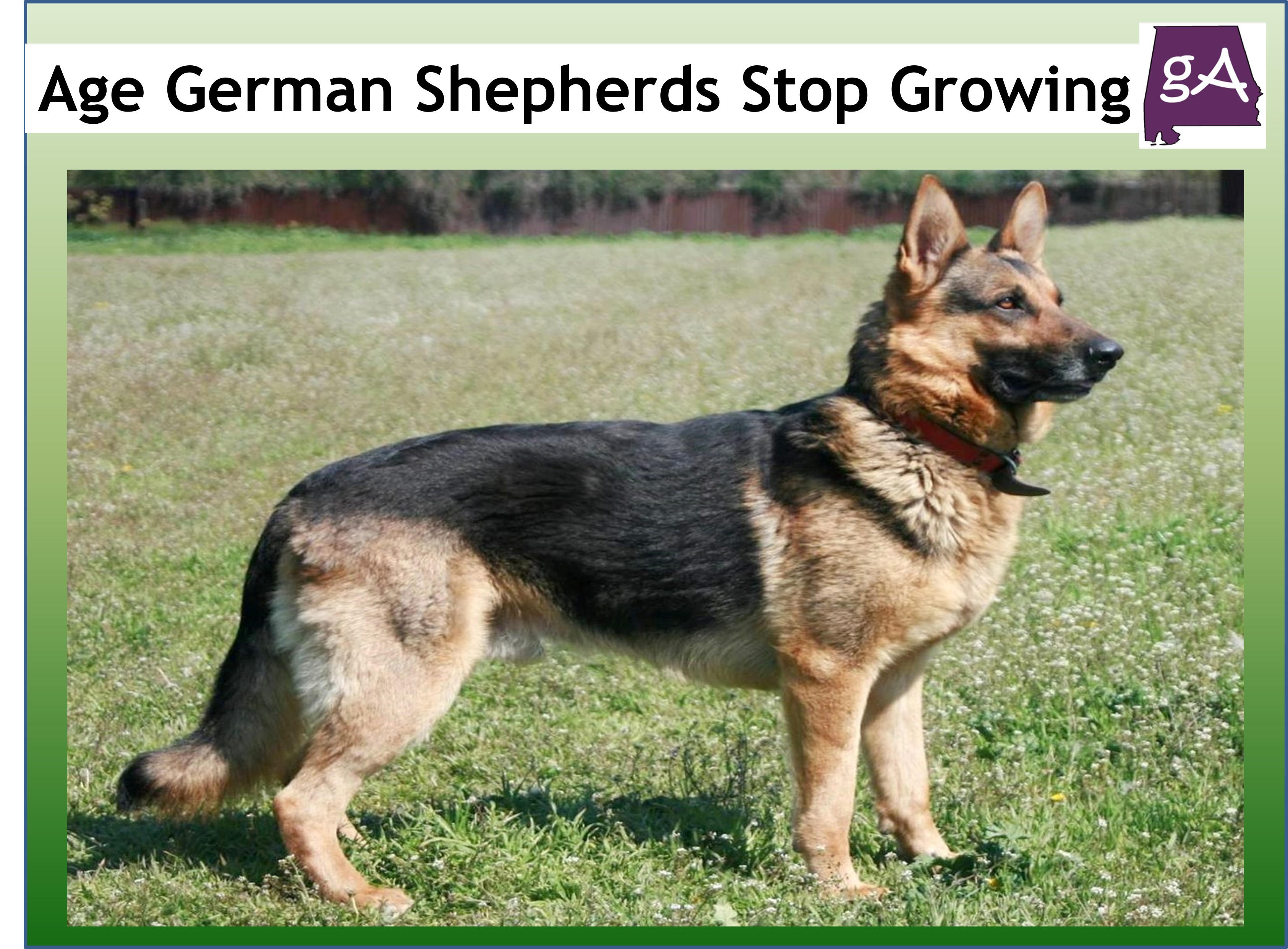 At What Age Do German Shepherds Stop Growing? Geek Alabama