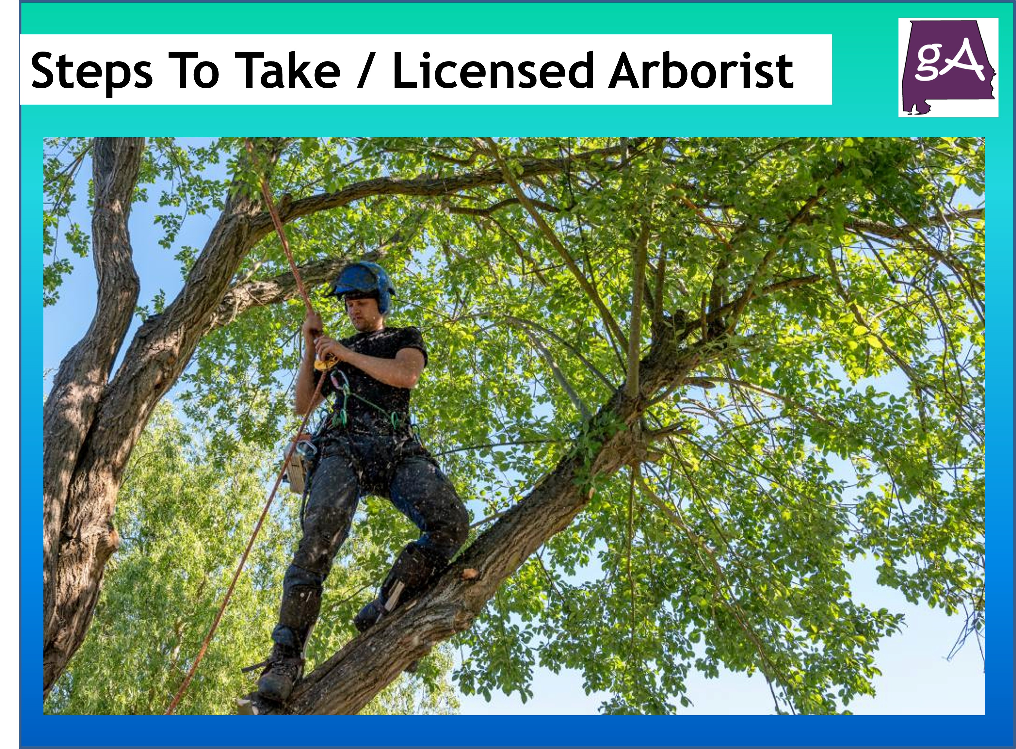 Steps To Take To Become a Licensed Arborist
